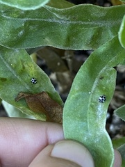 Psyllobora picta
