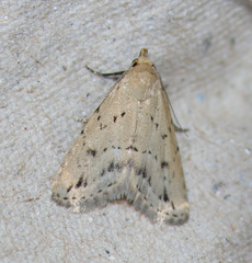 Dasyblemma straminea