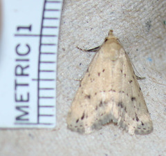 Dasyblemma straminea