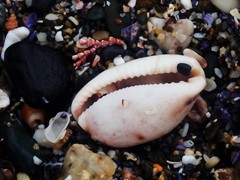 Talostolida pellucens