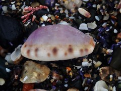 Talostolida pellucens