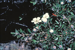 Leptospermum turbinatum