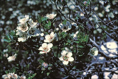 Leptospermum turbinatum