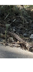 Crotalus oreganus helleri