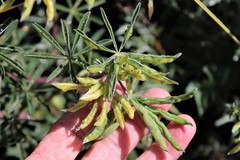 Dasineura lupinorum