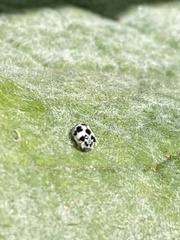 Psyllobora picta