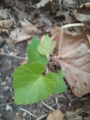 Vitis berlandieri