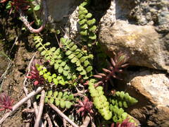 Asplenium petrarchae petrarchae