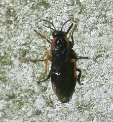 Monostegia abdominalis