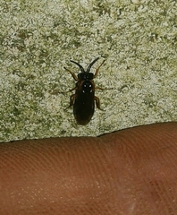 Monostegia abdominalis