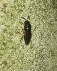 Monostegia abdominalis