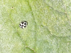 Psyllobora picta