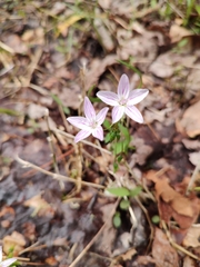 Claytonia caroliniana