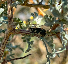 Acmaeodera tuta