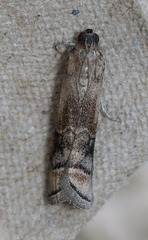 Euzophera vinnulella