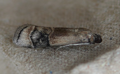 Euzophera vinnulella