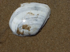 Rexithaerus secta