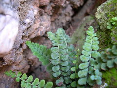 Asplenium petrarchae petrarchae