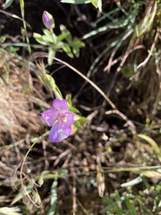 Clarkia amoena caurina