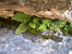 Asplenium petrarchae petrarchae