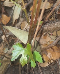 Vitis berlandieri