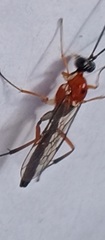 Braconidae