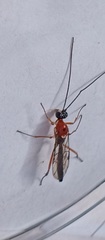 Braconidae