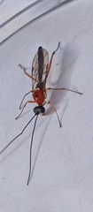 Braconidae