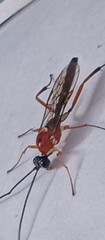 Braconidae