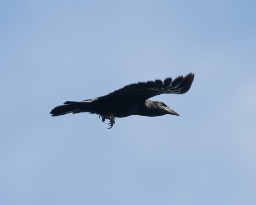 Cuban Crow (Corvus nasicus), photo 9