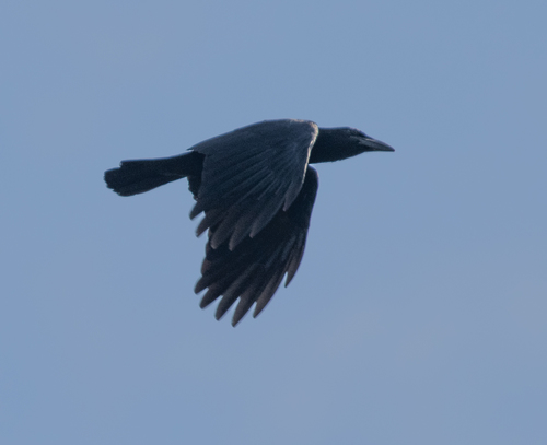Cuban Crow (Corvus nasicus), photo 10