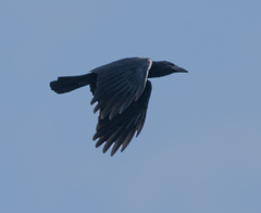 Corvus nasicus