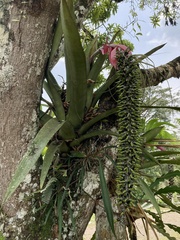 Aechmea setigera