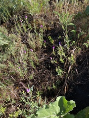 Clarkia amoena caurina