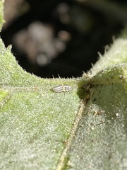 Psyllobora picta