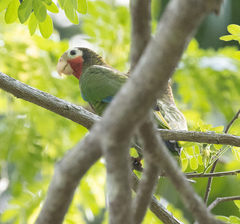 Amazona leucocephala