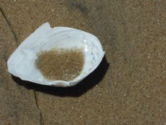 Rexithaerus secta