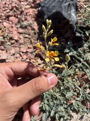 Hoffmannseggia glauca