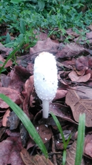 Coprinus comatus