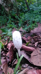 Coprinus comatus