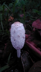 Coprinus comatus