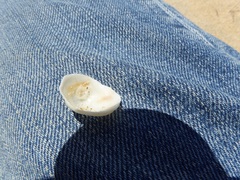 Crepipatella lingulata