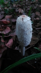 Coprinus comatus