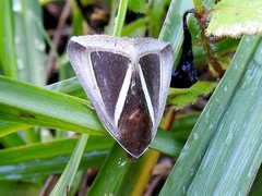 Chalciope alcyona