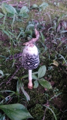 Coprinus comatus