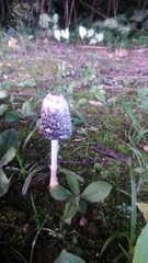 Coprinus comatus