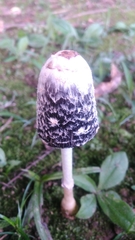 Coprinus comatus