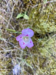 Clarkia amoena caurina
