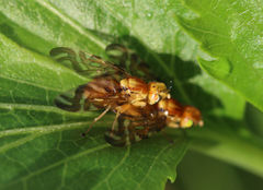 Strauzia longipennis