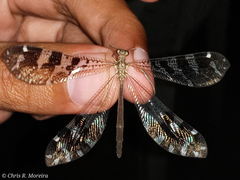 Millerleon subdolus